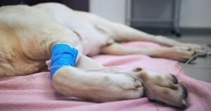 How to prepare for pet euthanasia